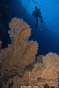 One of the georgeus fan corals at Elpinstone Reef by Morten Bjorn Larsen 
